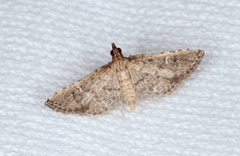 Metasia capnochroa