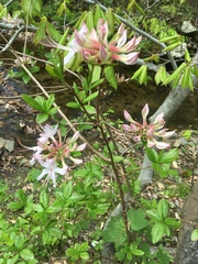 Rhododendron periclymenoides