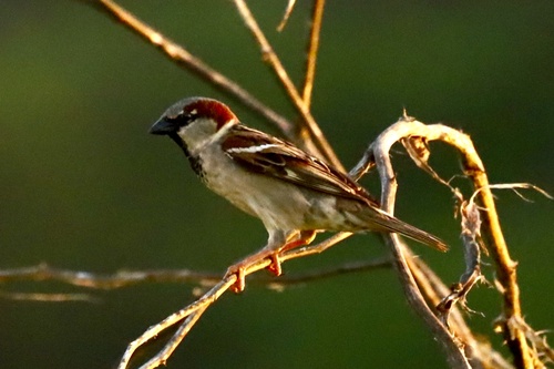 Passer domesticus observed 2024-02-08