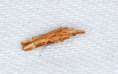Streniastis thermaea