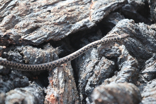 Darwin's Racer