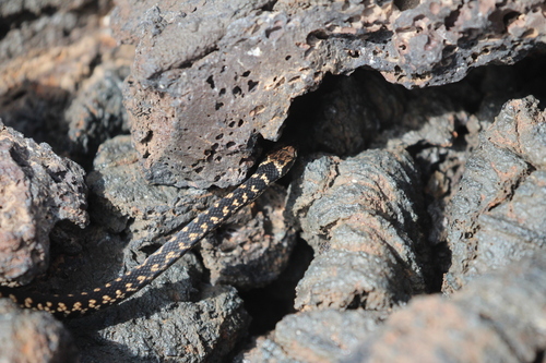 Darwin's Racer