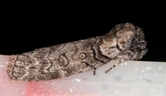 Discophlebia celaena