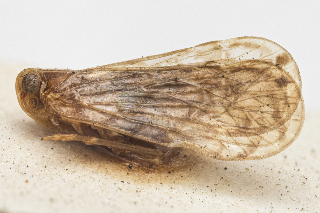 Demetia irrorata