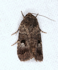 Thoracolopha