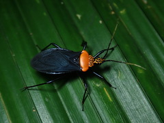 Rhiginia immarginata