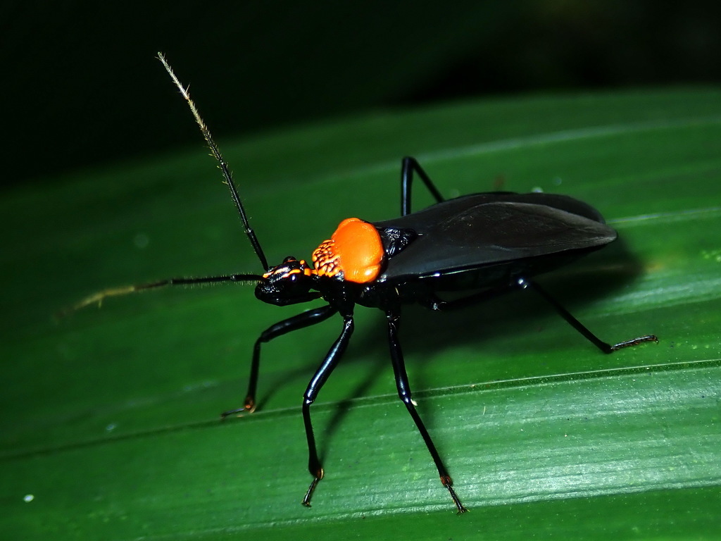 Rhiginia immarginata