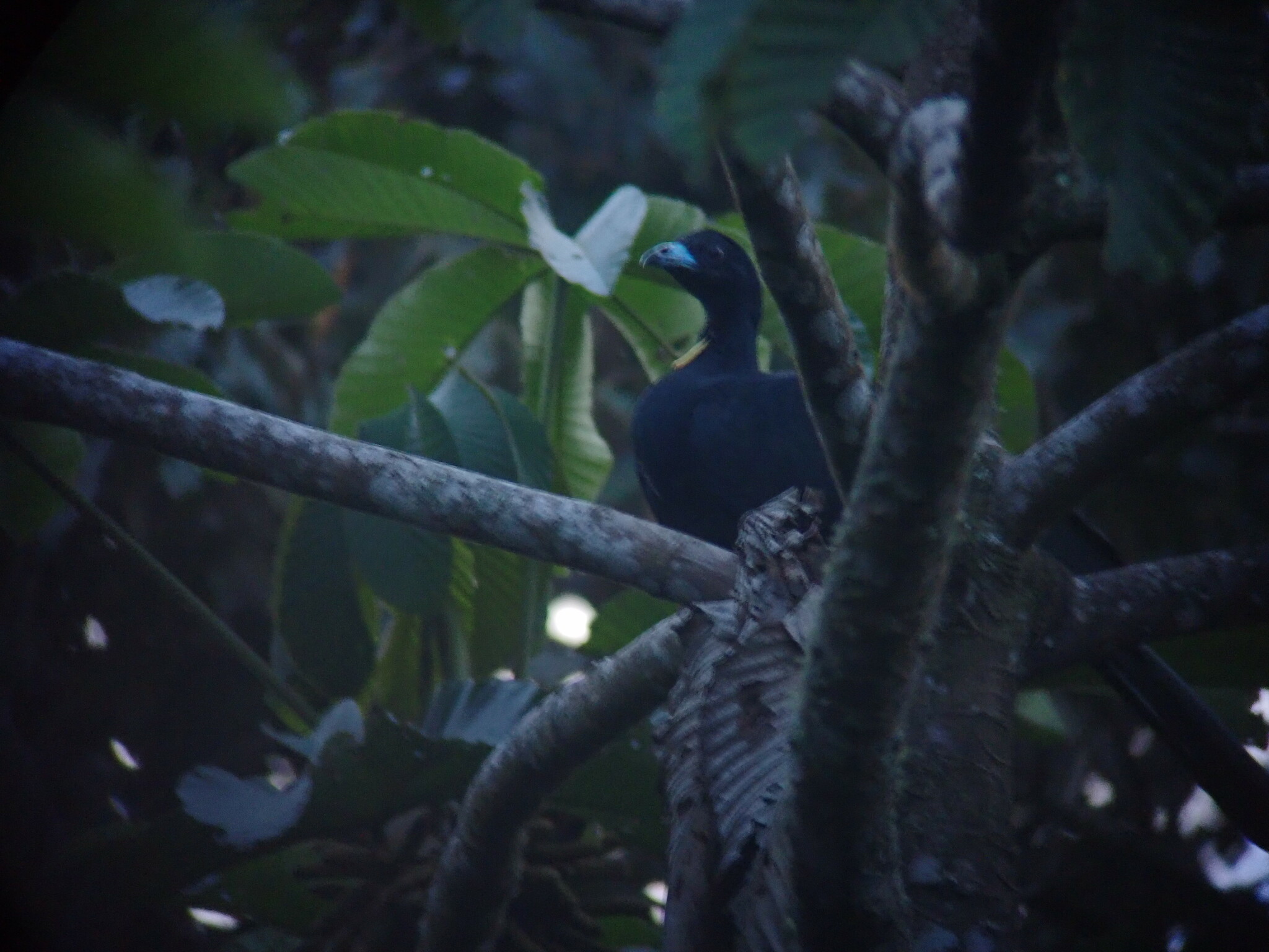 Wattled Guan (Aburria aburri), photo 10