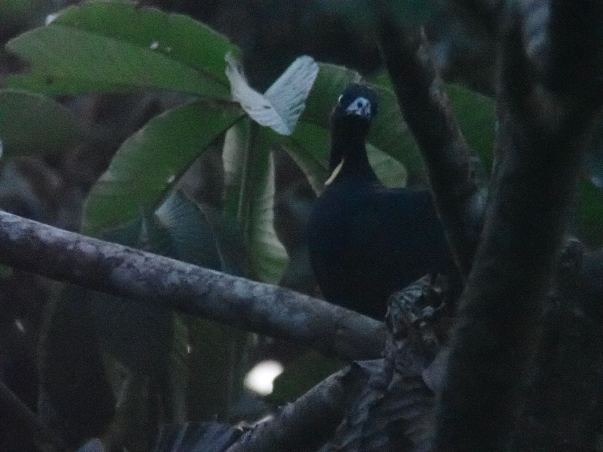 Wattled Guan (Aburria aburri), photo 9