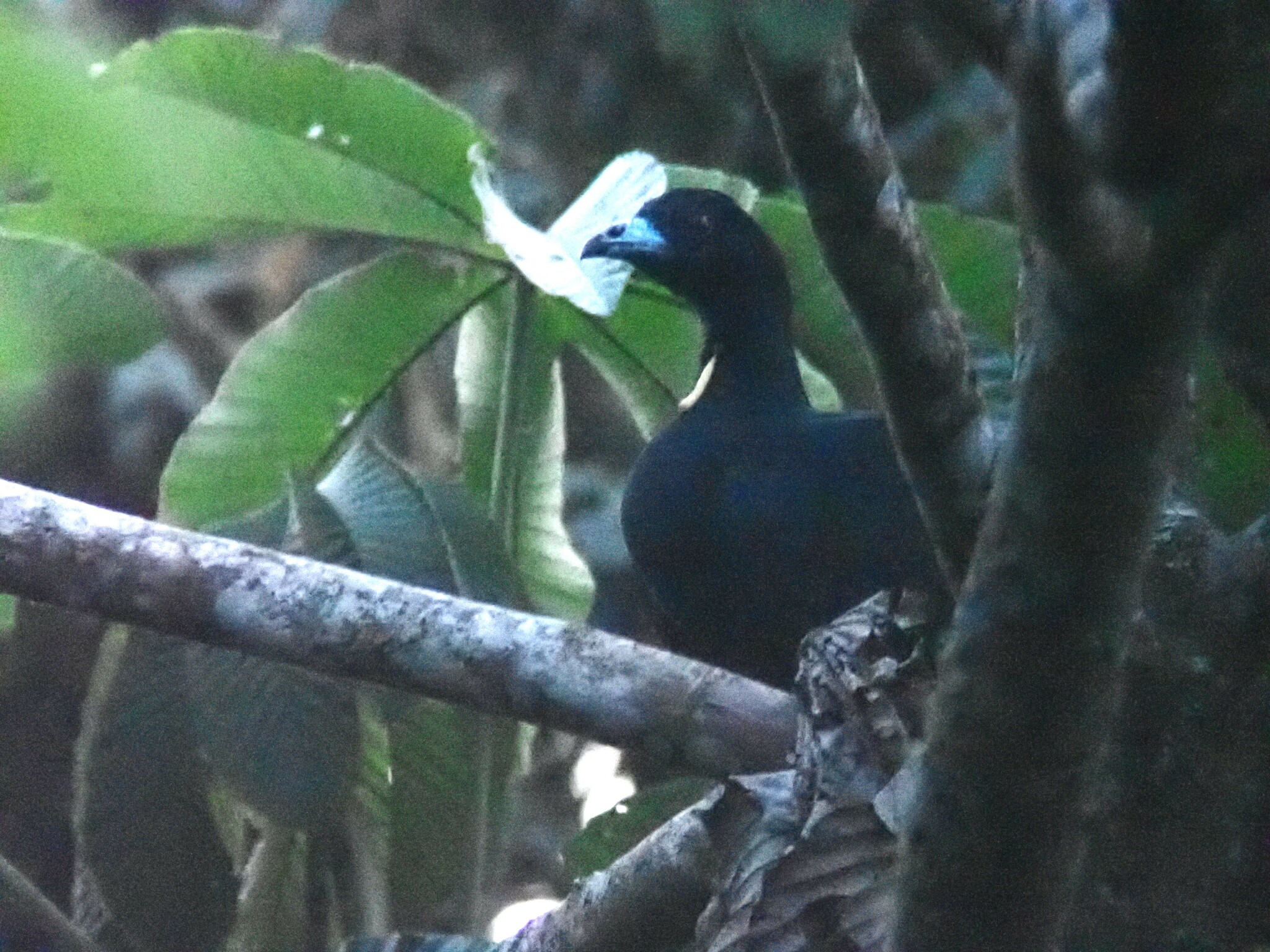 Wattled Guan (Aburria aburri), photo 8