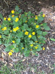 Chrysogonum
