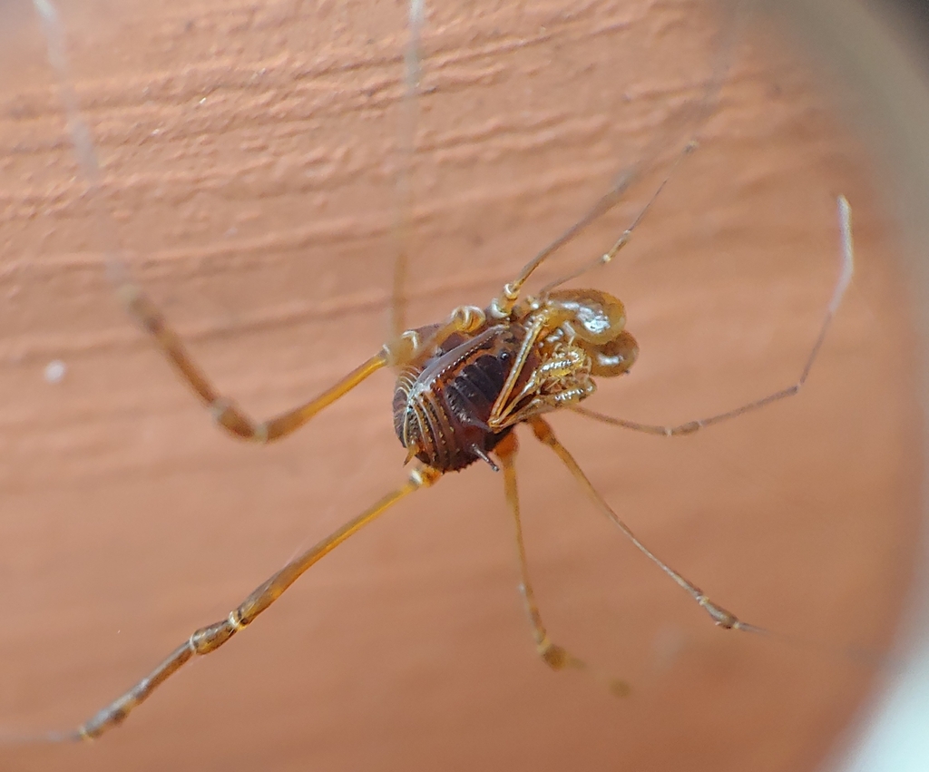 Heterolacurbs perezassoi