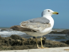 Larus michahellis