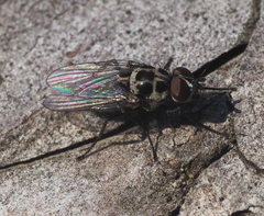 Anthomyia pluvialis