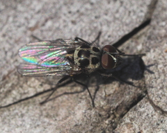Anthomyia pluvialis