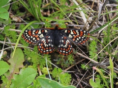 Euphydryas editha taylori