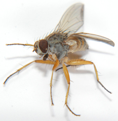 Neodexiopsis