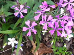 Phlox divaricata divaricata