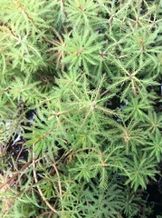 Myriophyllum robustum