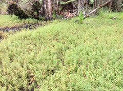 Myriophyllum robustum