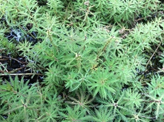 Myriophyllum robustum