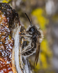 Andrena frigida