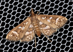 Ischnurges illustralis