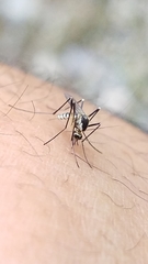 Aedes triseriatus
