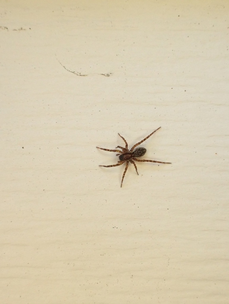 Thin-legged Wolf Spiders from Douglasdale, Calgary, AB T2Z, Canada on ...