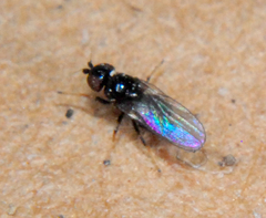 Oscinellinae