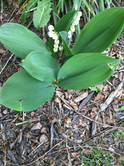 Convallaria