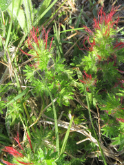 Acalypha radians