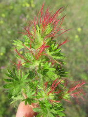 Acalypha radians