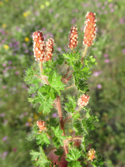 Acalypha radians