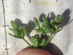 Ammoselinum popei