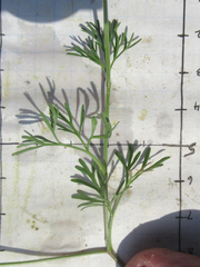 Ammoselinum popei
