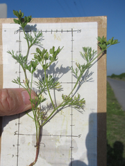 Ammoselinum popei
