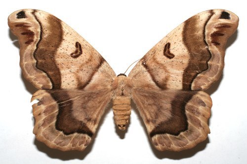 Arsenurinae