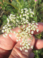Eurytaenia texana