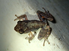 Pristimantis brevicrus