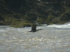 Phalacrocorax carbo maroccanus
