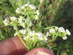 Eurytaenia texana
