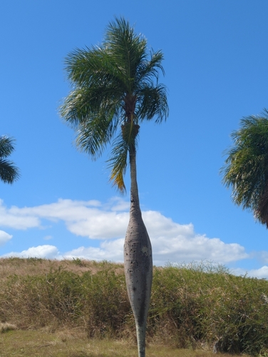 Cuban belly palm (Acrocomia crispa)