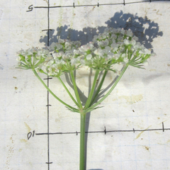 Eurytaenia texana