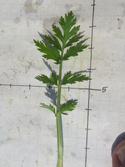 Eurytaenia texana