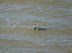 Phalacrocorax carbo maroccanus