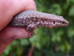 Podarcis muralis