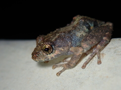Pristimantis brevicrus