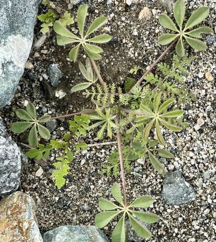 iNaturalist observation photo of Arizona lupine