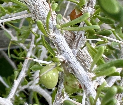 iNaturalist observation photo of Anderson Thornbush